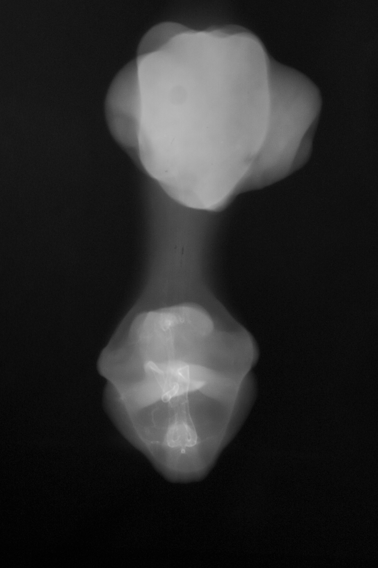 stage 30 chick embryo x-ray